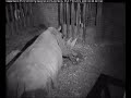 Baby Rhino Birth at Dublin ZOO Baby Rhino Birth at Dublin ZOO