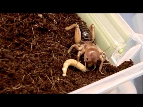 Jerusalem Cricket Eats a Superworm!