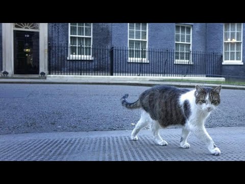 London - "Partygate": Immer mehr Tories fordern Boris Johnsons Rücktritt