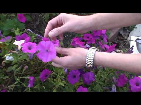 how to transplant petunia