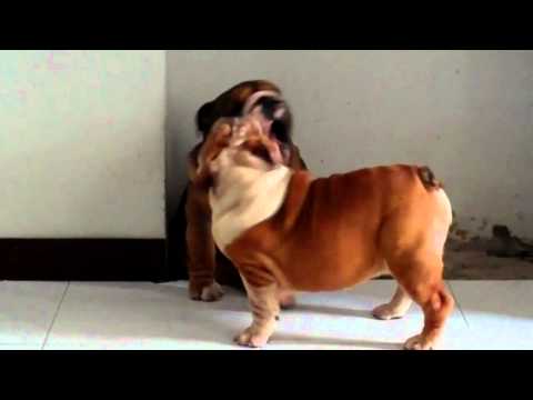 english bulldog