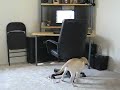 leo-1-12-months-old-yellow-lab-puppy-.html