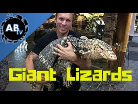 YouTube reptile video