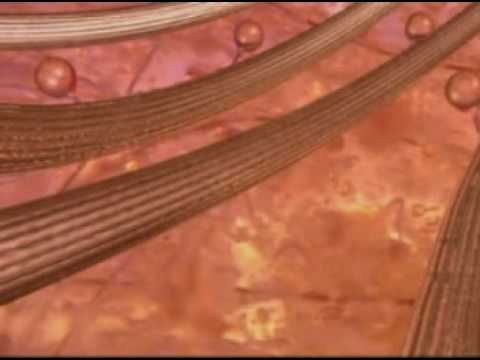 animal cell vs plant cell venn diagram