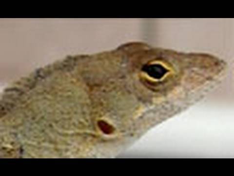 Funny Lizard Does Push-ups!