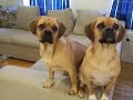Puggles of London Puggles of London
