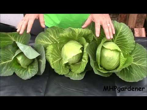 Hydroponic Cabbage - Yes You Can !