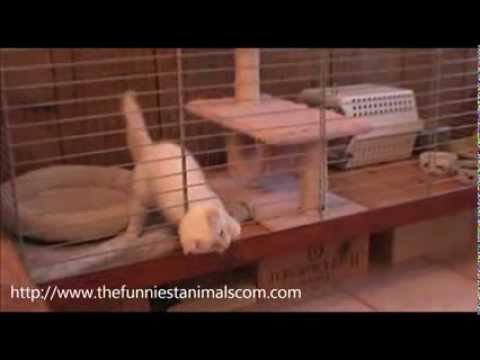Cats escape from their cage