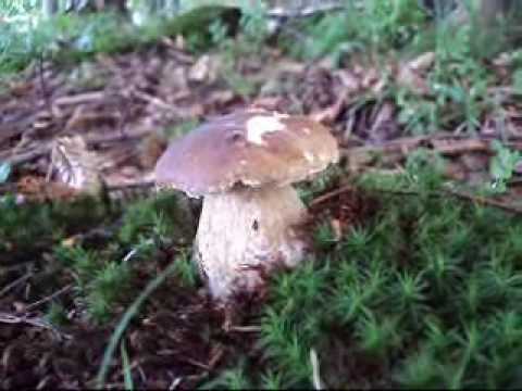 See video