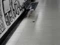 Mice on the underground