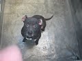 Happy 1 year old Pitbull girl, ID#A1069666
