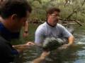 videos de To the Rescue:  Manatees