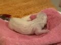 jills birth