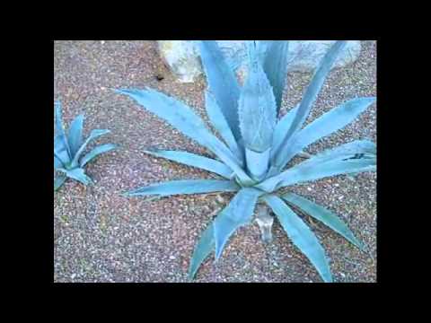 how to transplant agave plants