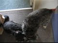 Pup Luna Pup Luna