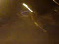 COPEY EDDY N MACCA RUNNING NAKED