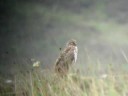 Hen Harrier 01