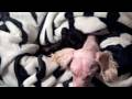 Puppies Are Home!!! & Aulac Raw Food Restaurant Trip ... Puppies Are Home!!! & Aulac Raw Food Restaurant Trip ...