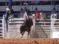 Arcadia Rodeo Bull Riding Mutton Busting Barrel Racing & More!
