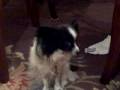 The best doggy song