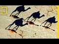 Surprising Photo: Camel Illusion