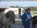 le poney ranch