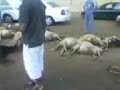 Benghazi Libya hyena ضبع بنغازي