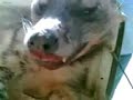 Benghazi Libya hyena ضبع بنغازي