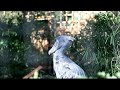 ハシビロコウ歩く1