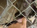 Boarding Kennel