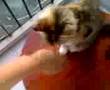 Poi cat 2