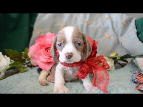 Napolitan Blue-Eyes DachshundCocker
