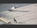 pigeon kill