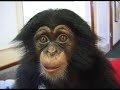 Cute and funny baby of chimpanzee