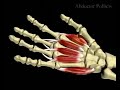 3D CGI medical video carpal tunnel syndrome  Carpal Tunnel Syndrome Muscles