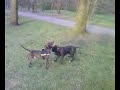 Pitbull Berlin Amstaff Gamedog Pitbull Berlin Amstaff Gamedog