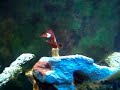 Damsel Captured