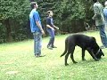 Joga Bonito con un perrito Joga Bonito con un perrito