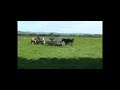 Separating Cow from Her Calf