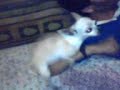 PUTA BAILANDO TUBO
