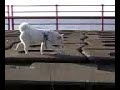 柴犬動画