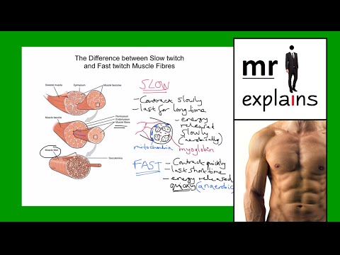 how to train slow twitch muscles