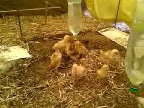 Bebedouro de nipple para pintos em garrafa pet