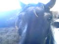 Haras de la n�e