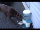 Pawfect