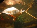 Fly River Turtle at the Bronx Zoo targeting and exhibiting play behavior.  This looks fun