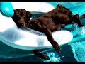 Funny Animals!!!