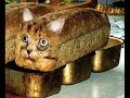 funny-animals.html