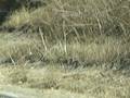 Lompoc BMX riders to Santa Ynez