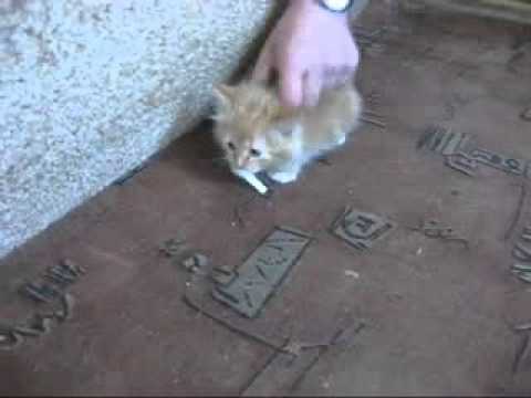 Nikotinf�gg� macska :)